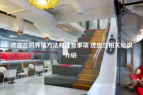 虎皮蘭的養殖方法和注意事項 虎皮蘭相關知識介紹