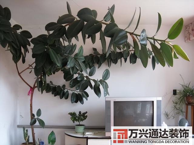 黑金剛的風水黑金剛的風水擺放位置