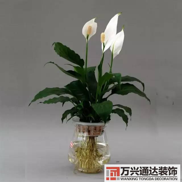 風水家里養什么花好在風水上家里養什么花最好