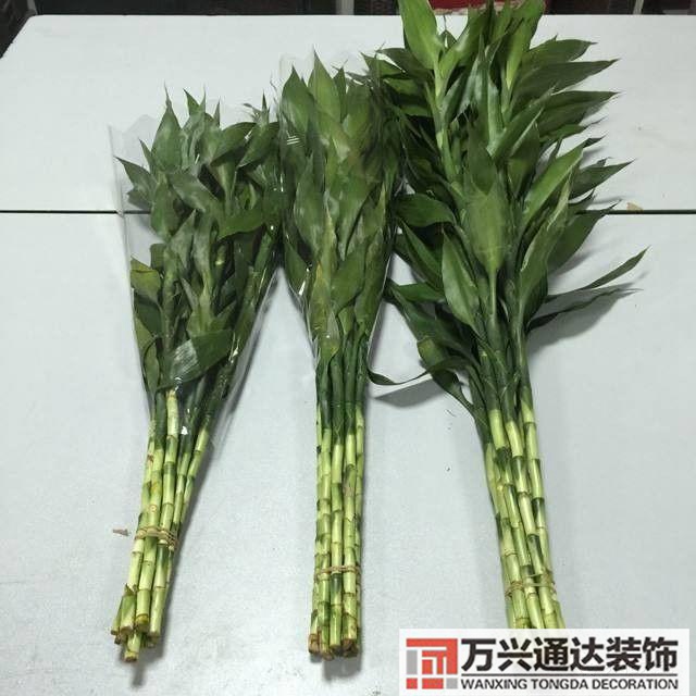 風水家里養什么花好在風水上家里養什么花最好