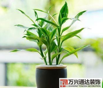 風水家里養什么花好在風水上家里養什么花最好