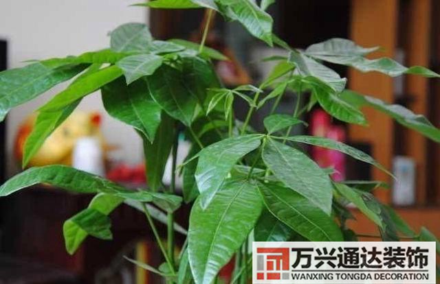 風水家里養什么花好在風水上家里養什么花最好