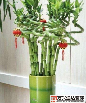 長壽花風水家里適合養長壽花風水