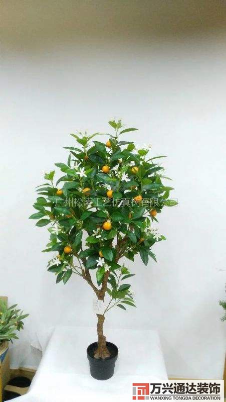 橘子樹風水橘子樹風水好嗎