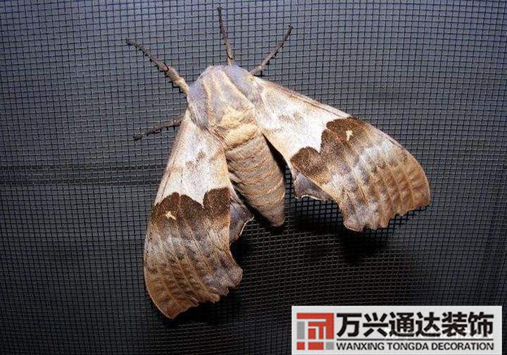 風水與蛾子家里飛蛾子的風水問題